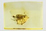 Fossil Fungus Gnat (Mycetophilidae) w/ Eggs In Baltic Amber - Rare! #307331-1